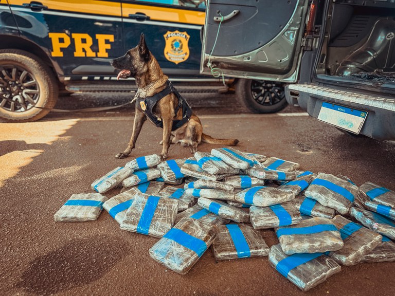 A Polícia Rodoviária Federal (PRF) apreendeu 52 kg de skunk escondidos em um compartimento oculto de um veículo em Rondonópolis-MT.