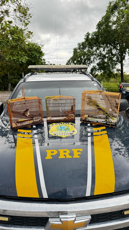 A Polícia Rodoviária Federal resgatou três aves silvestres em Capanema, no estado do Pará.