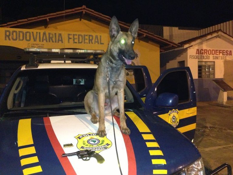 O cão farejador Eros é elogiado pela sua excelente atuação na PRF, e parte após completar sua missão com sucesso.