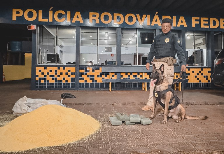 Polícia Rodoviária Federal apreende skunk em uma encomenda de farinha em Rondonópolis-MT.