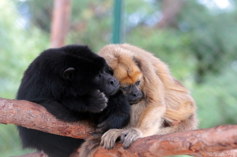 PRF contributes to the release of a howler monkey family in the Boqueirão da Onça APA